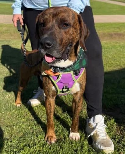 Enlarge Atlas, a Adoptable mixed breed in Little Rock, AR image 2/3