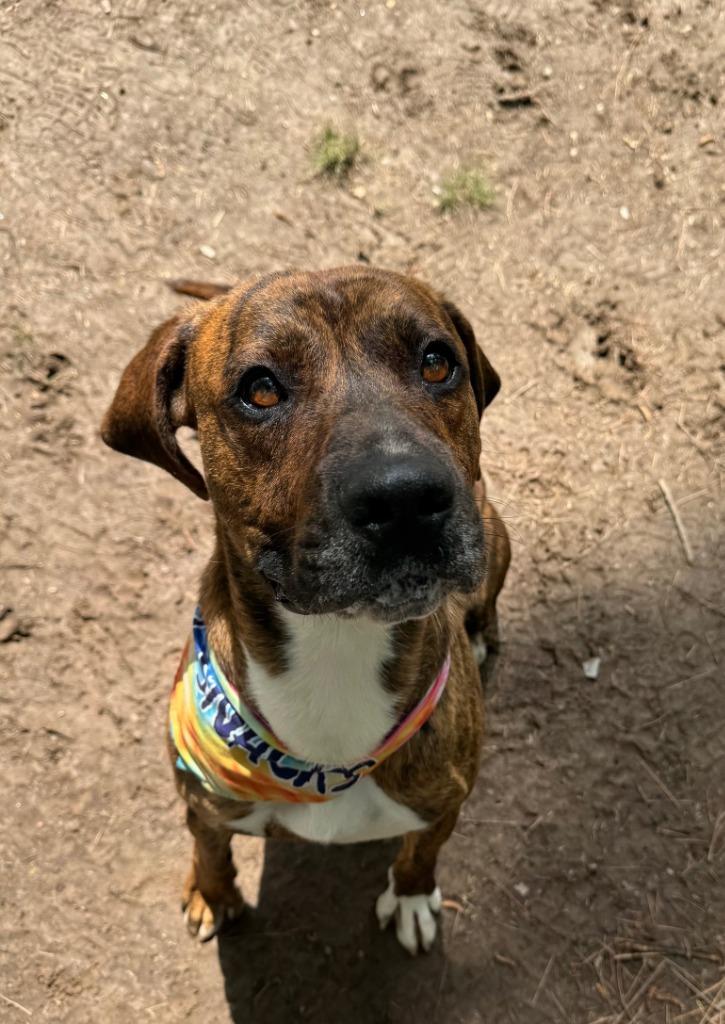 Enlarge Atlas, a Adoptable mixed breed in Little Rock, AR image 3/3
