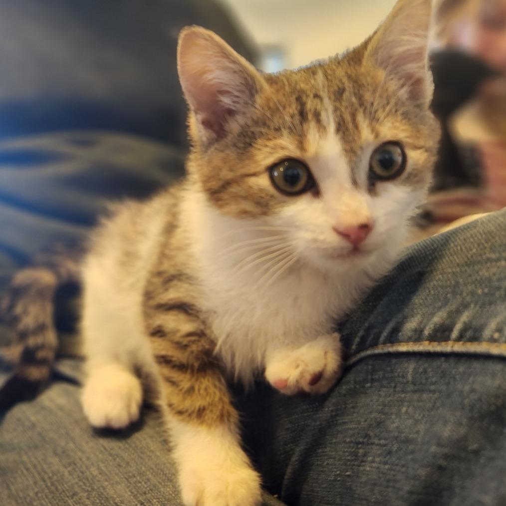 Elliott, a Adoptable Domestic Short Hair in Prescott, AZ image 1/2