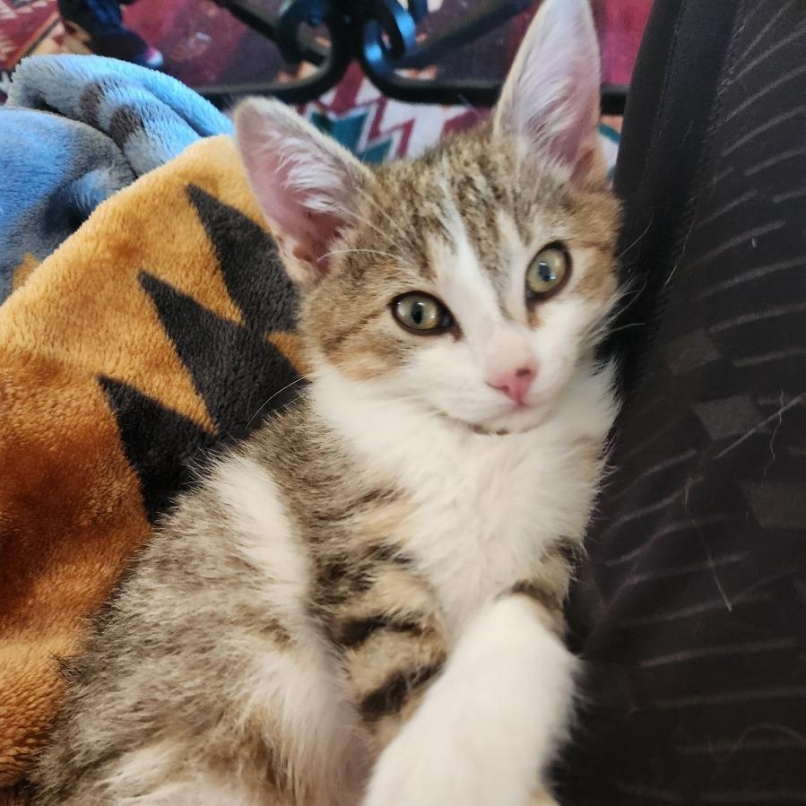 Elliott, a Adoptable Domestic Short Hair in Prescott, AZ image 2/2