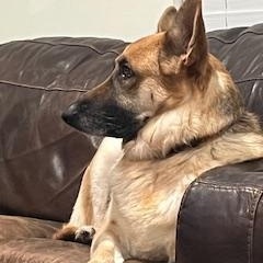 Enlarge Veronica, a Adoptable German Shepherd Dog in Roswell, GA image 1/3