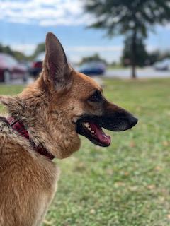 Enlarge Veronica, a Adoptable German Shepherd Dog in Roswell, GA image 3/3