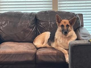 Enlarge Veronica, a Adoptable German Shepherd Dog in Roswell, GA image 2/3