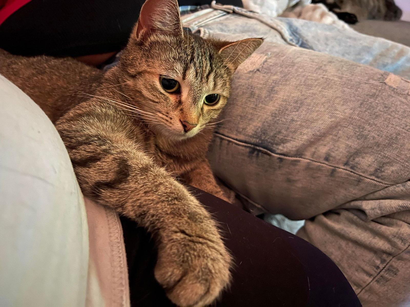 Enlarge Eleanor, a Adoptable Domestic Short Hair in Lewistown, PA image 3/3