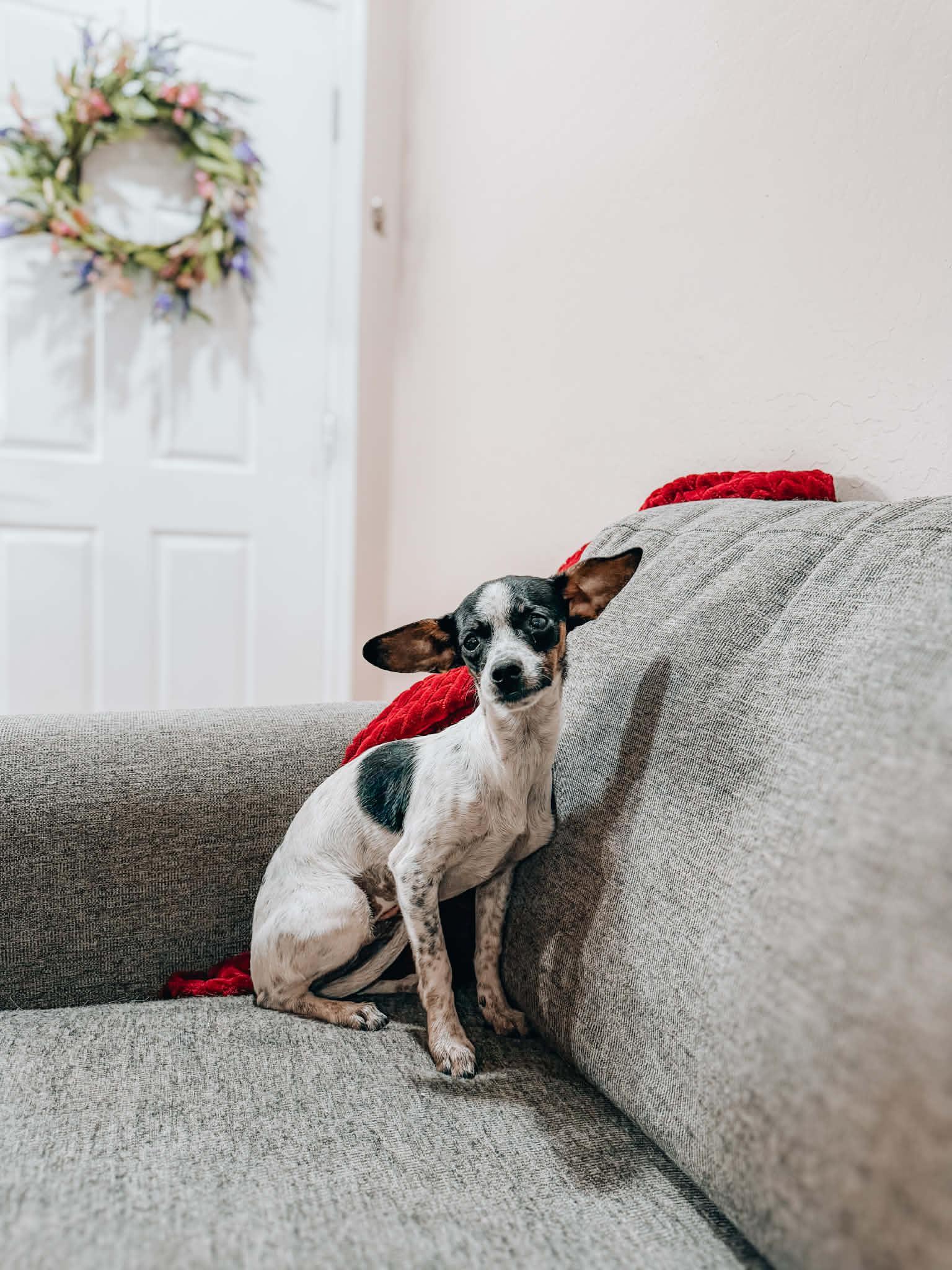 Zarry, Adoptable, Puppy Female Jack Russell Terrier.