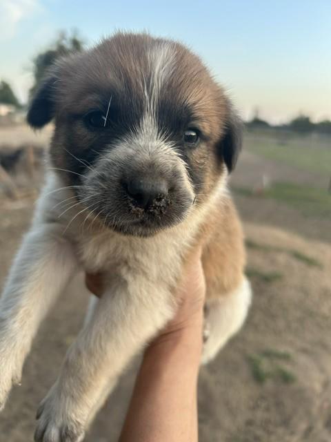 Enlarge SHADOW, a Adoptable mixed breed in Granite Bay, CA image 2/2