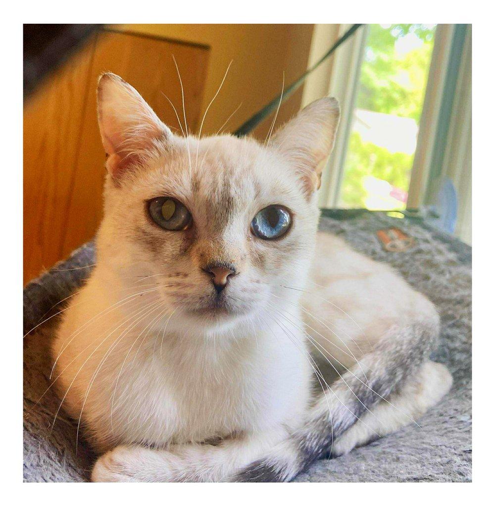 Amaria, Adoptable, Young Female American Shorthair.