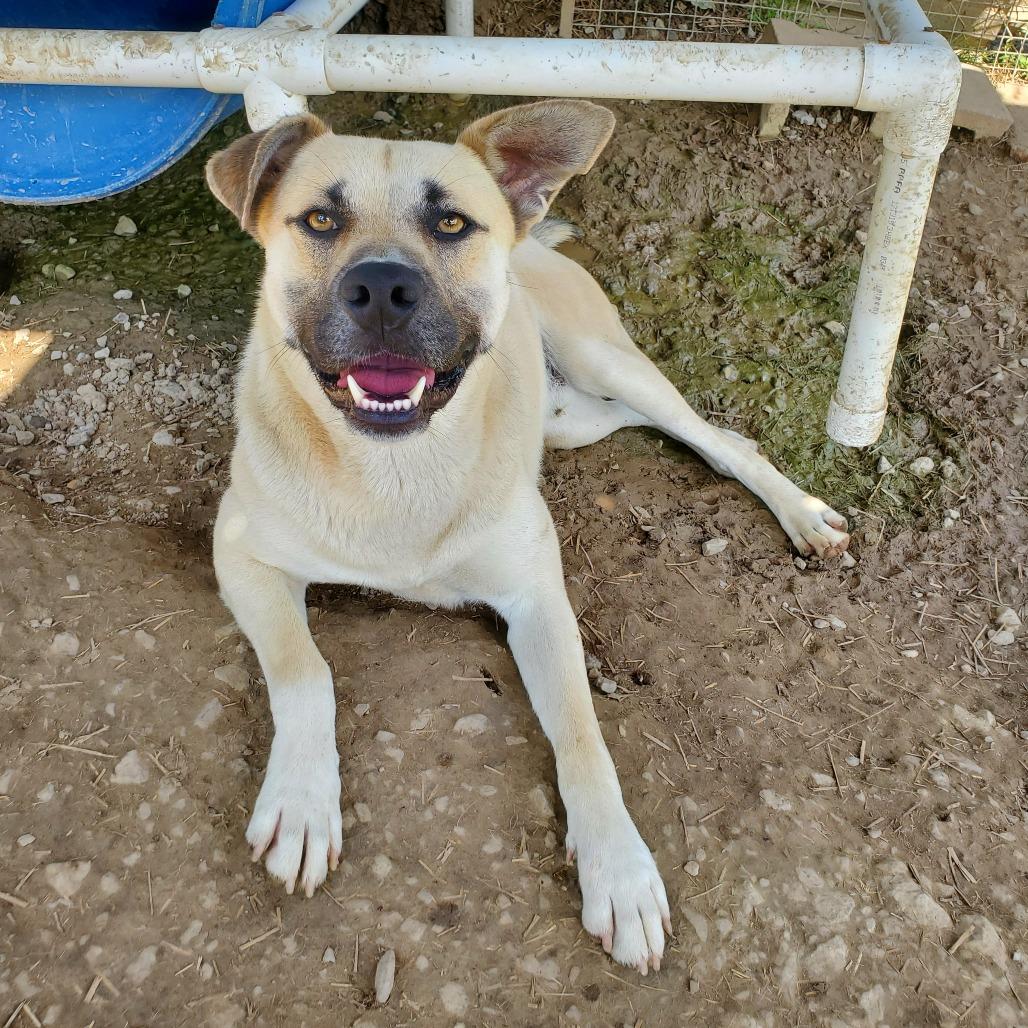 Enlarge Apollo, a Adoptable Mixed Breed in Boaz, AL image 1/3