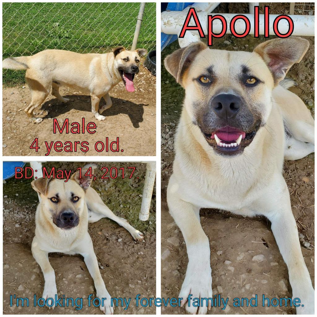 Enlarge Apollo, a Adoptable Mixed Breed in Boaz, AL image 2/3