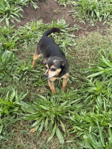 A209897, Adoptable, Adult Female Chihuahua.