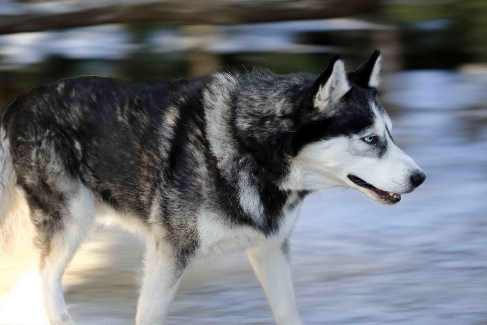 Khelani, Adoptable, Adult Male Siberian Husky.