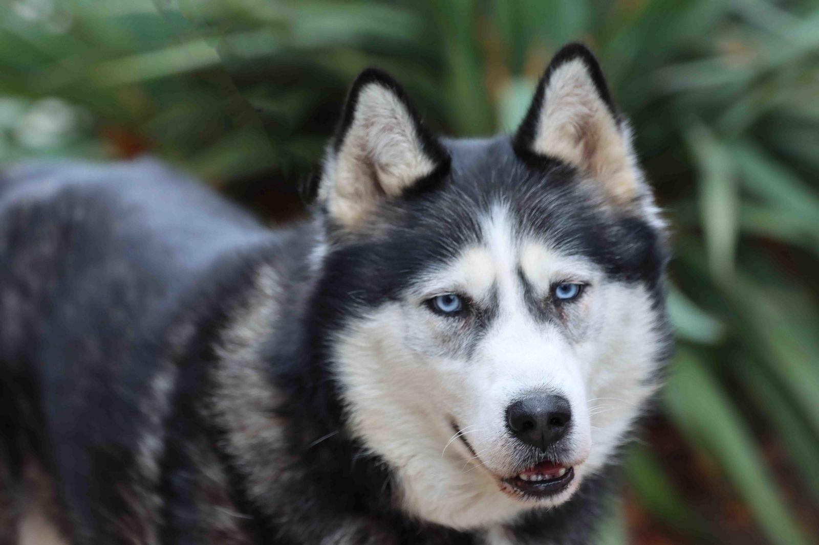 Khelani, Adoptable, Adult Male Siberian Husky.