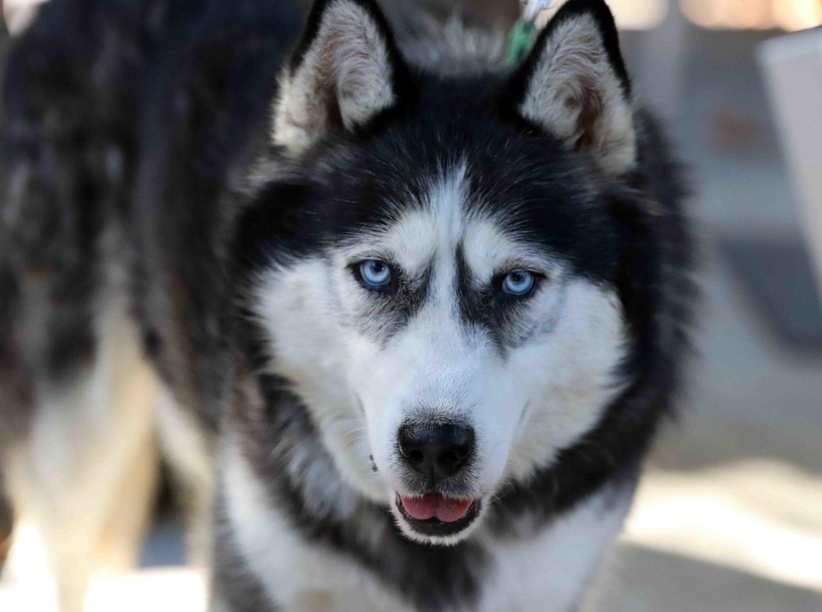Khelani, a Adoptable Siberian Husky in Walnut Creek, CA image 2/3