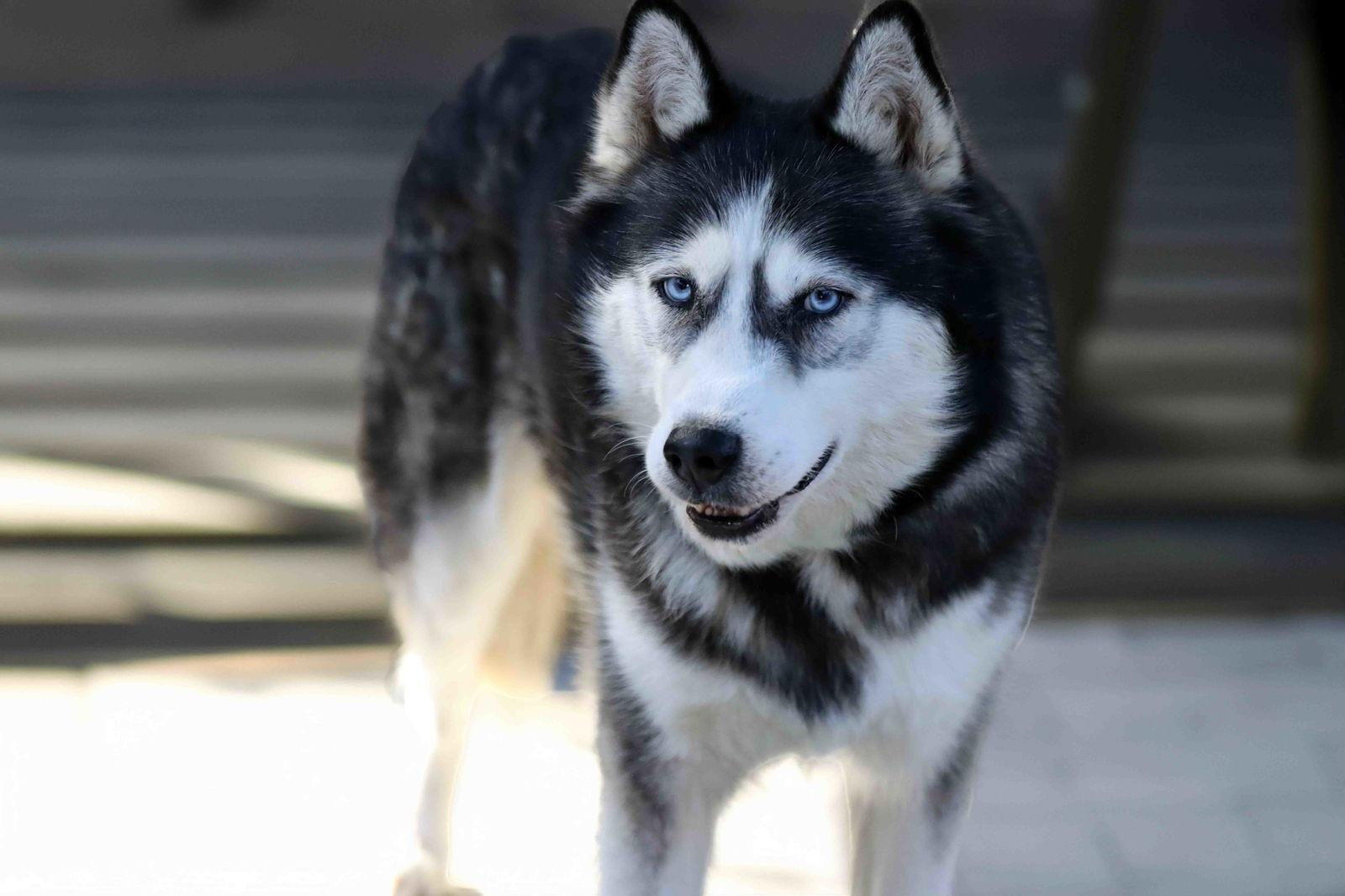 Khelani, a Adoptable Siberian Husky in Walnut Creek, CA image 3/3