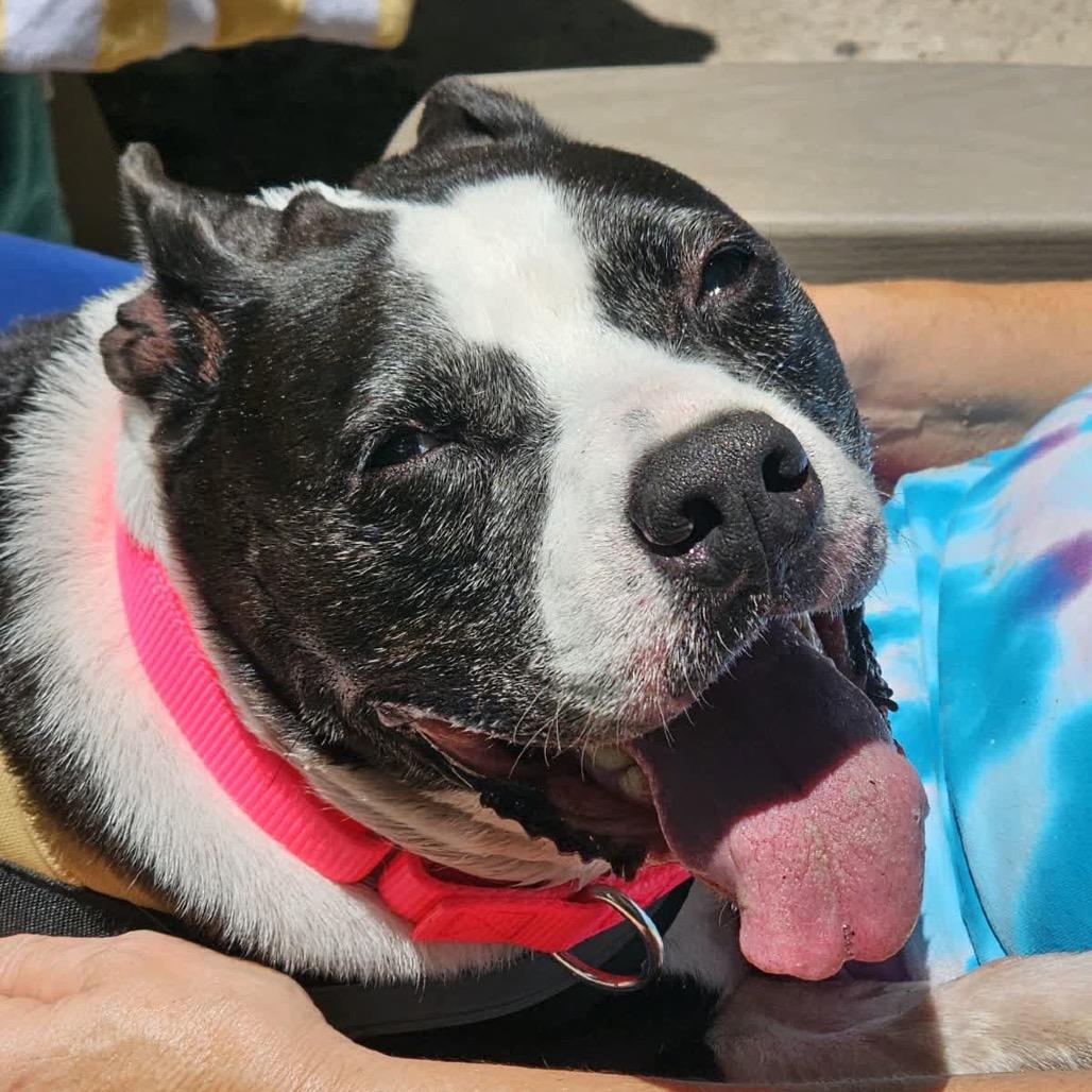 Bebe 25066, Adoptable, Senior Female Mixed Breed.