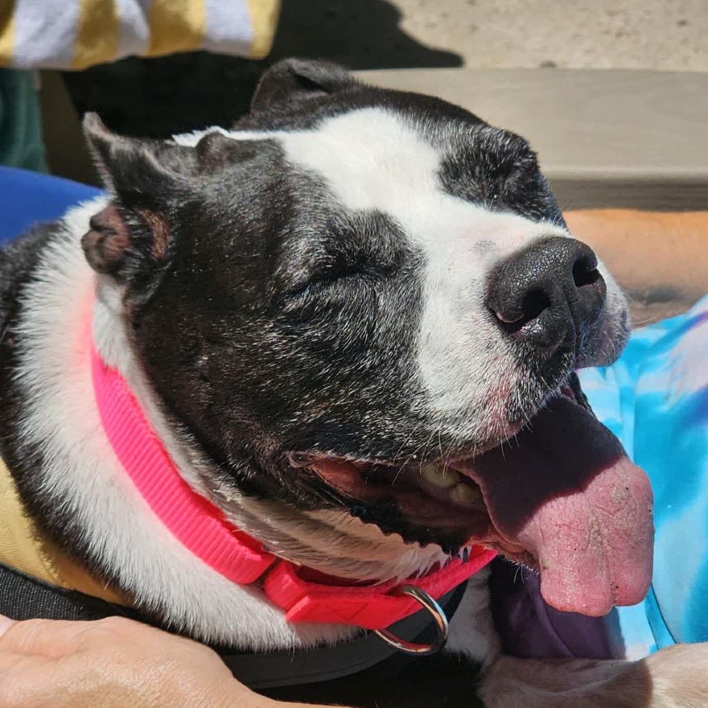 Bebe 25066, a Adoptable Mixed Breed in Middleburg, FL image 2/3