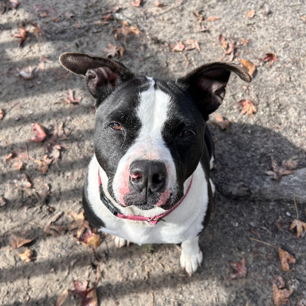 Bebe 25066, a Adoptable Mixed Breed in Middleburg, FL image 3/3