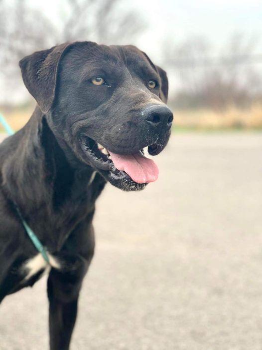 Lola, Adoptable, Adult Female Labrador Retriever.