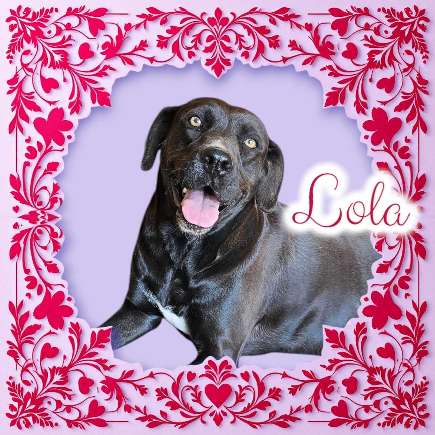 Enlarge Lola, a Adoptable mixed breed in San Angelo , TX image 3/6