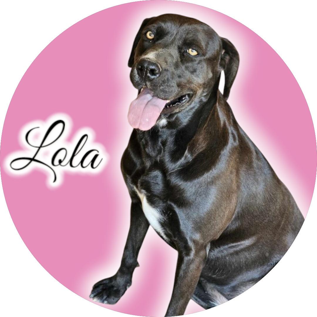 Enlarge Lola, a Adoptable mixed breed in San Angelo , TX image 4/5