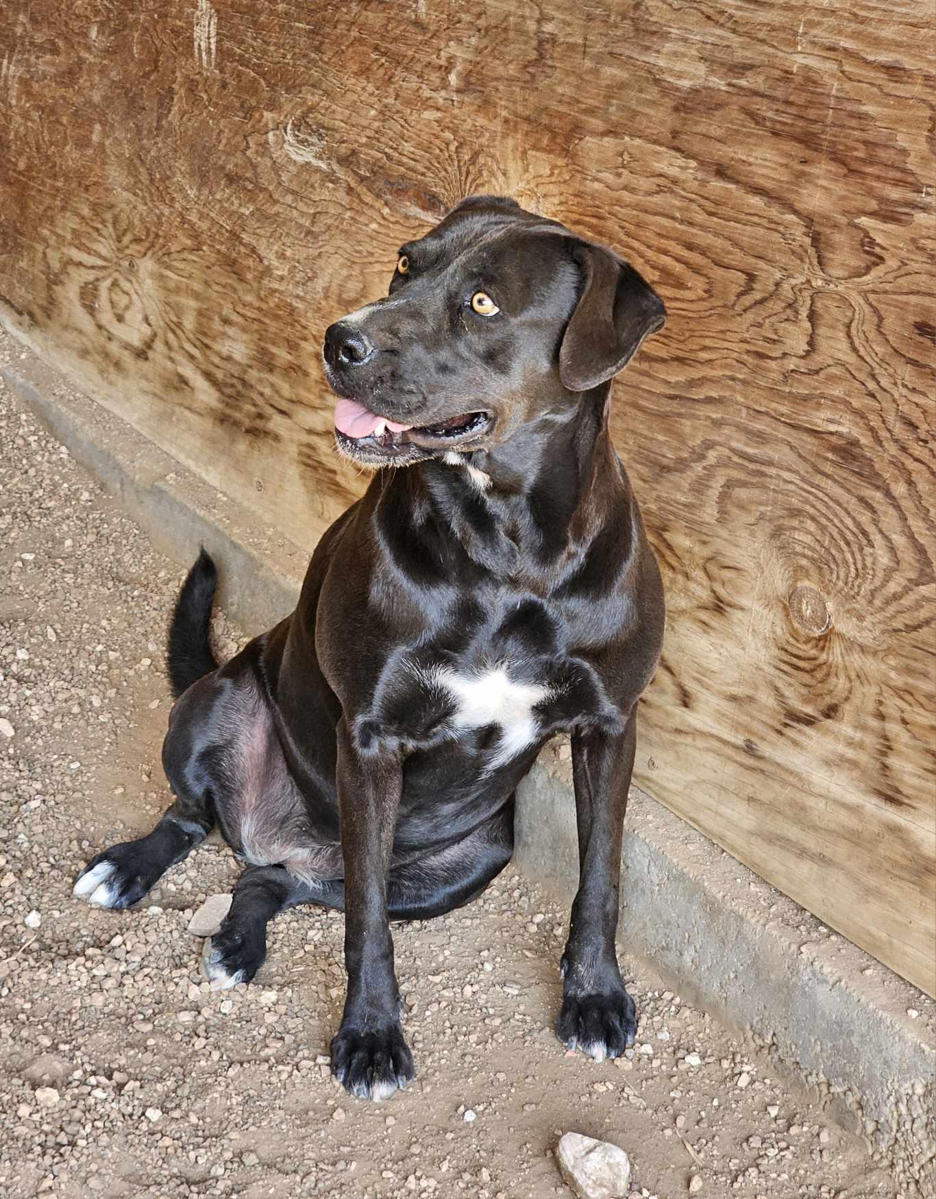 Enlarge Lola, a Adoptable mixed breed in San Angelo , TX image 5/5
