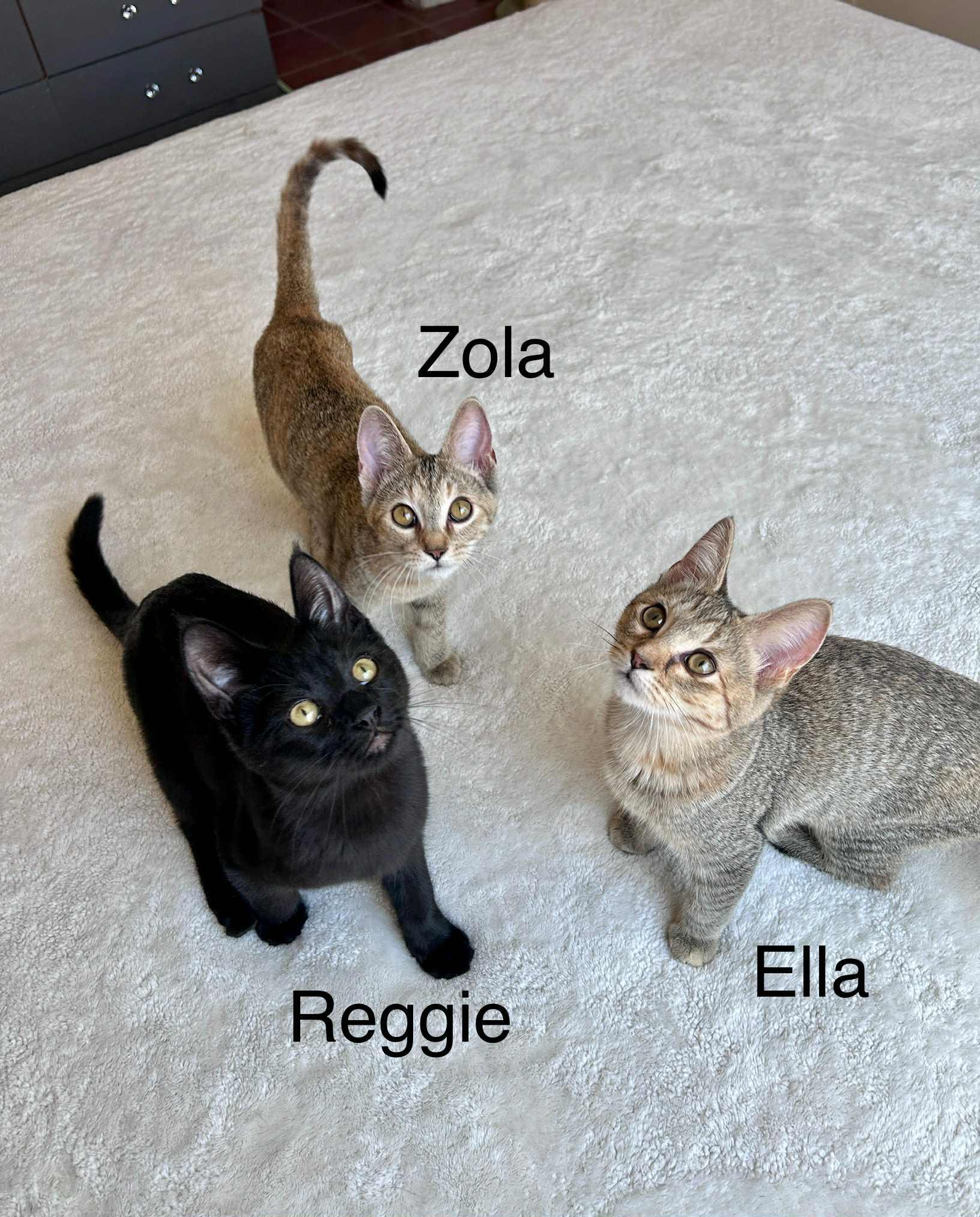 Reggieano (Reggie)