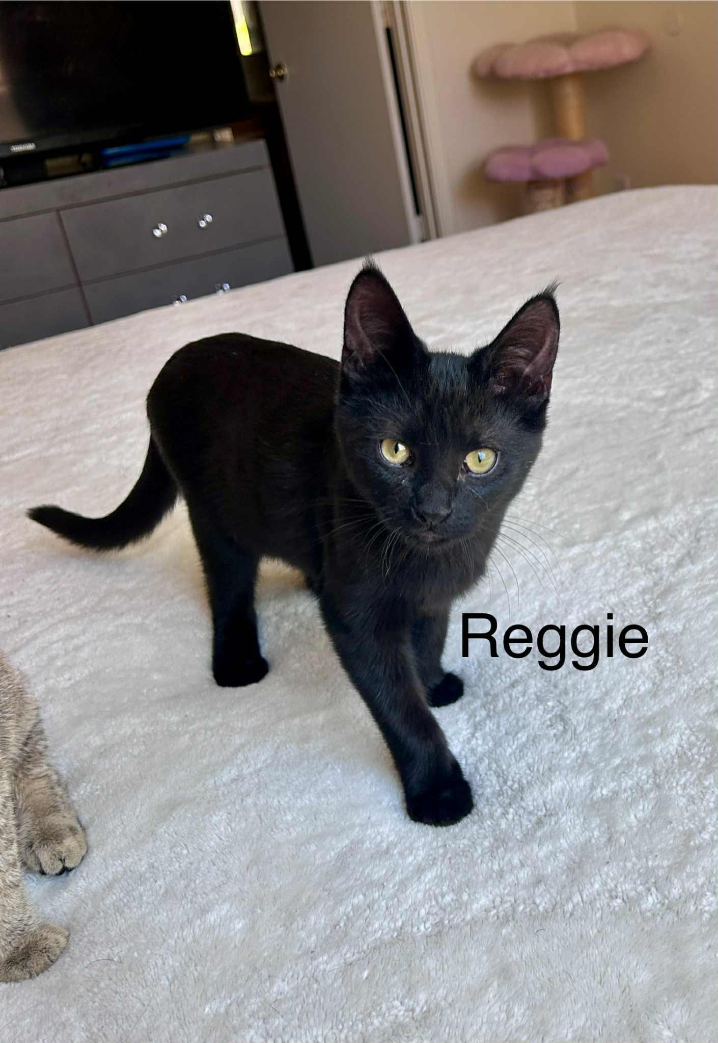 Reggieano (Reggie), a Adoptable mixed breed in Peoria, AZ image 4/6