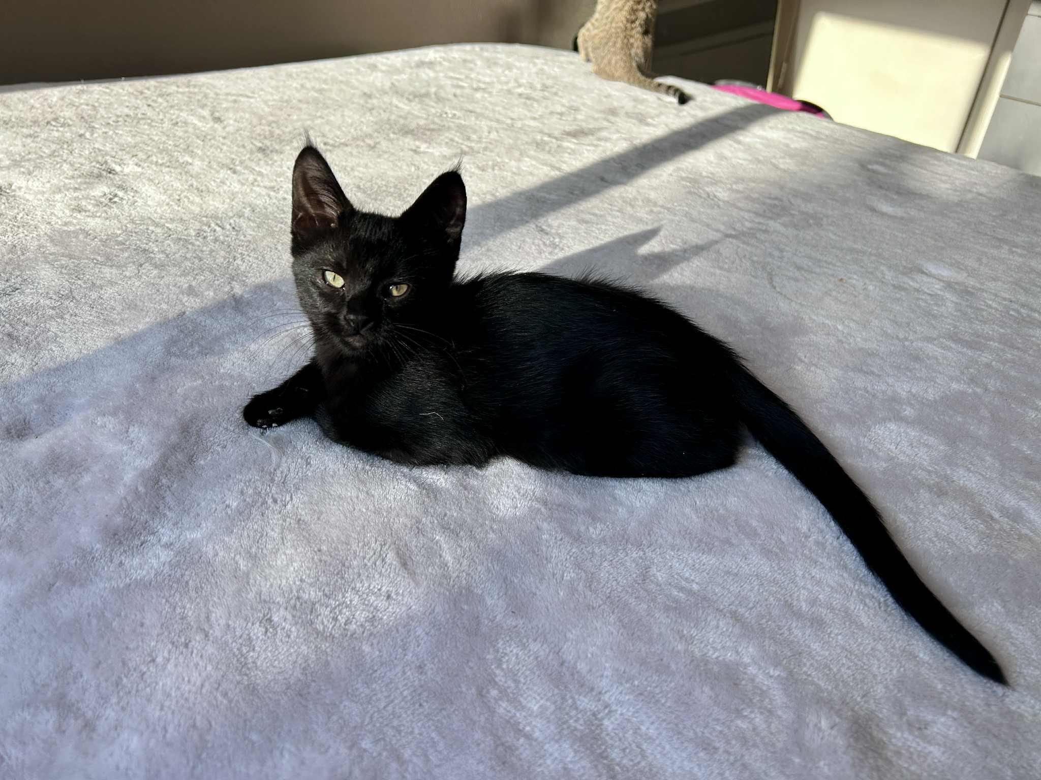 Reggieano (Reggie), a Adoptable mixed breed in Peoria, AZ image 5/6