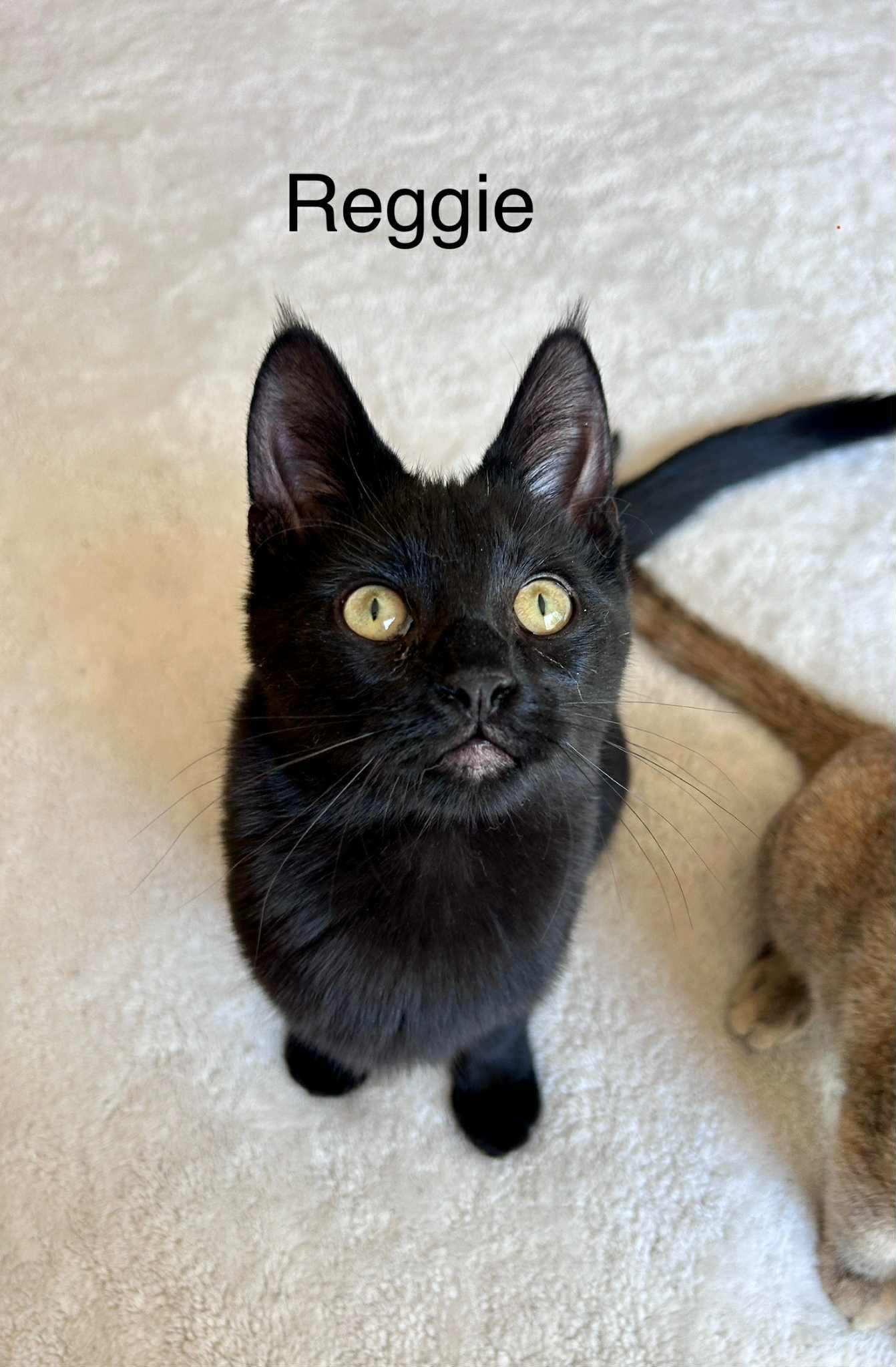 Reggieano (Reggie), a Adoptable mixed breed in Peoria, AZ image 1/6