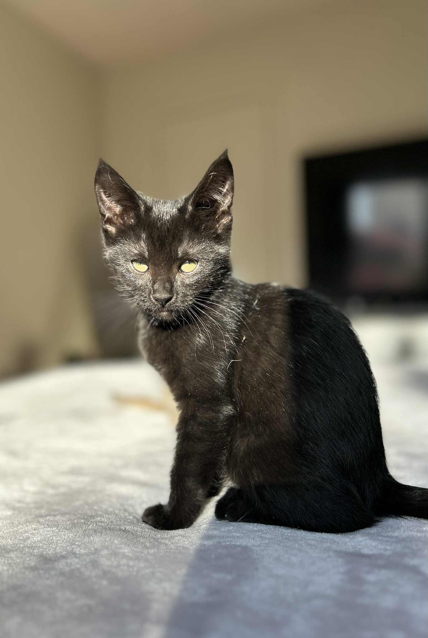 Reggieano (Reggie)