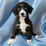 Flynn, Baby Male Border Collie