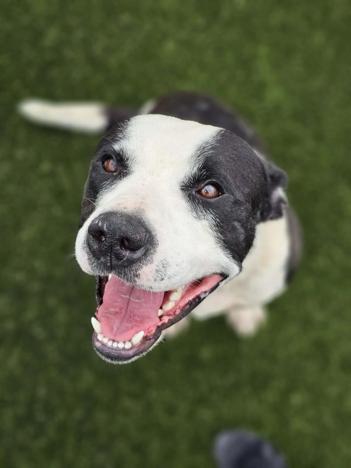 Enlarge Diego, a Adoptable Pit Bull Terrier in Rockwall, TX image 1/3
