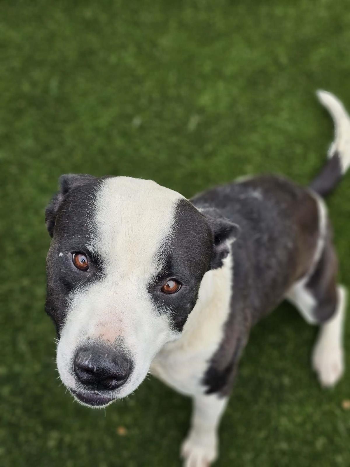 Enlarge Diego, a Adoptable Pit Bull Terrier in Rockwall, TX image 2/3