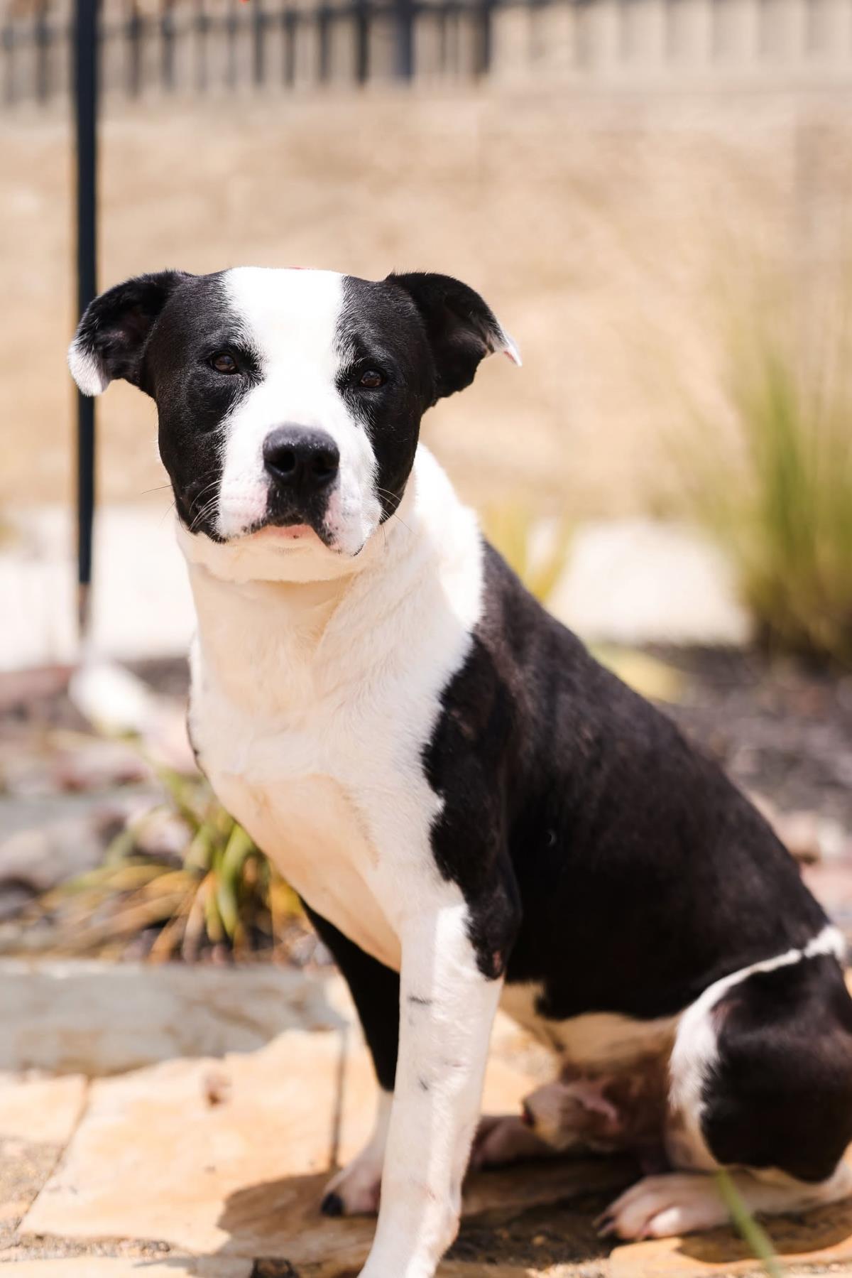 Enlarge Diego, a Adoptable Pit Bull Terrier in Rockwall, TX image 3/3