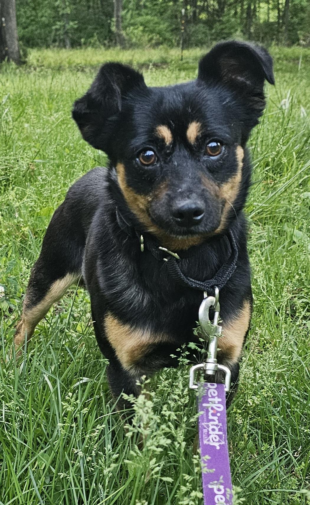 Scout, ADOPTABLE, Young Male Chihuahua & Miniature Pinscher.