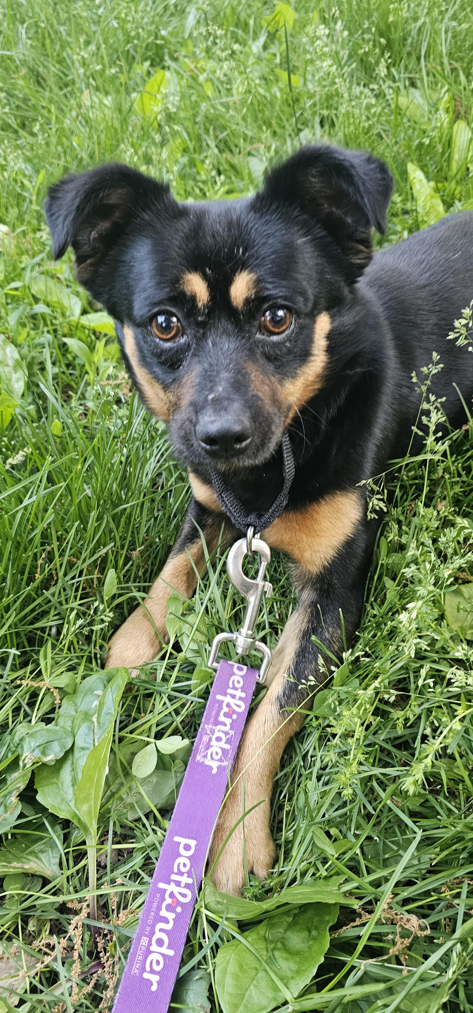 Scout, a ADOPTABLE mixed breed in Columbia, MO image 6/6