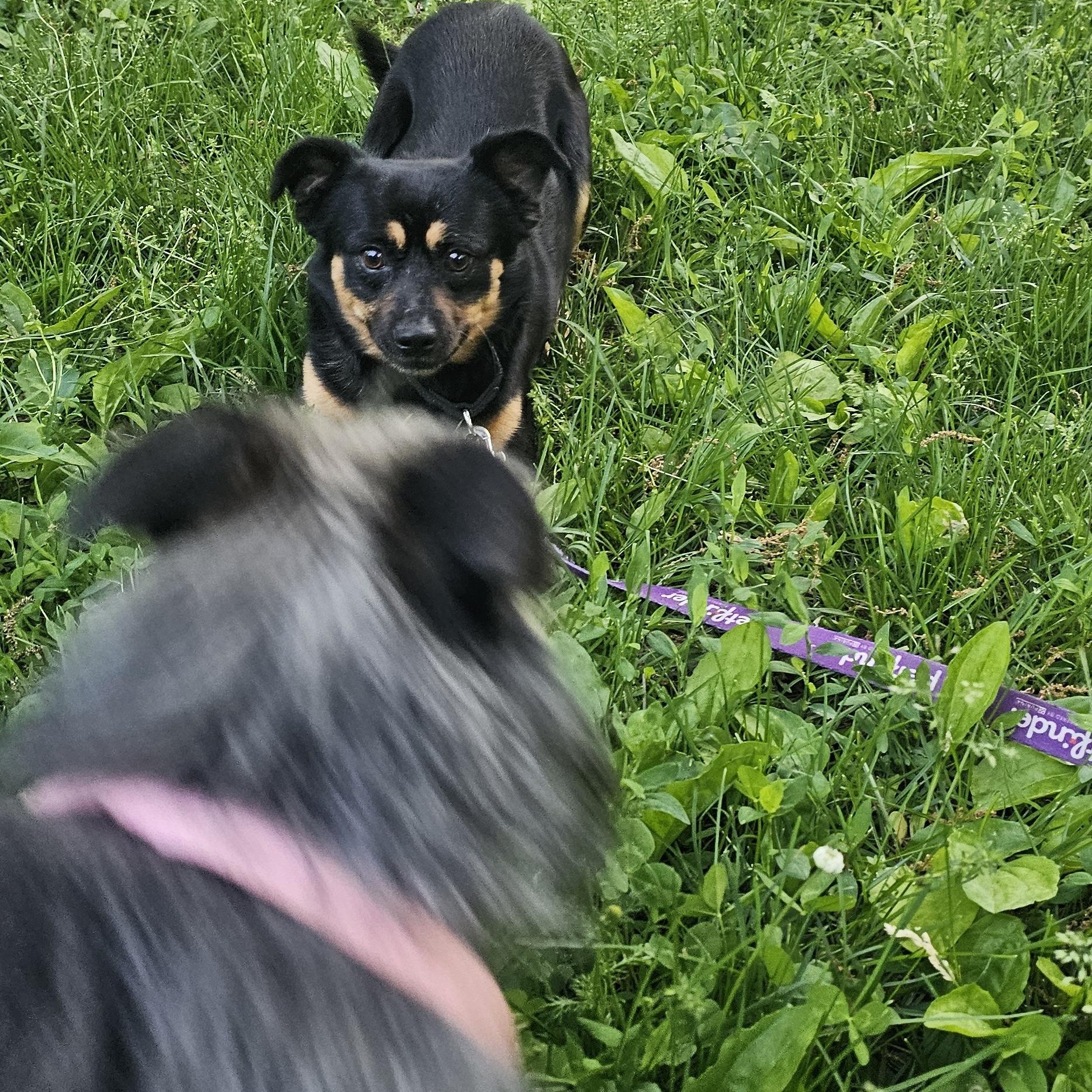 Scout, a ADOPTABLE mixed breed in Columbia, MO image 2/6