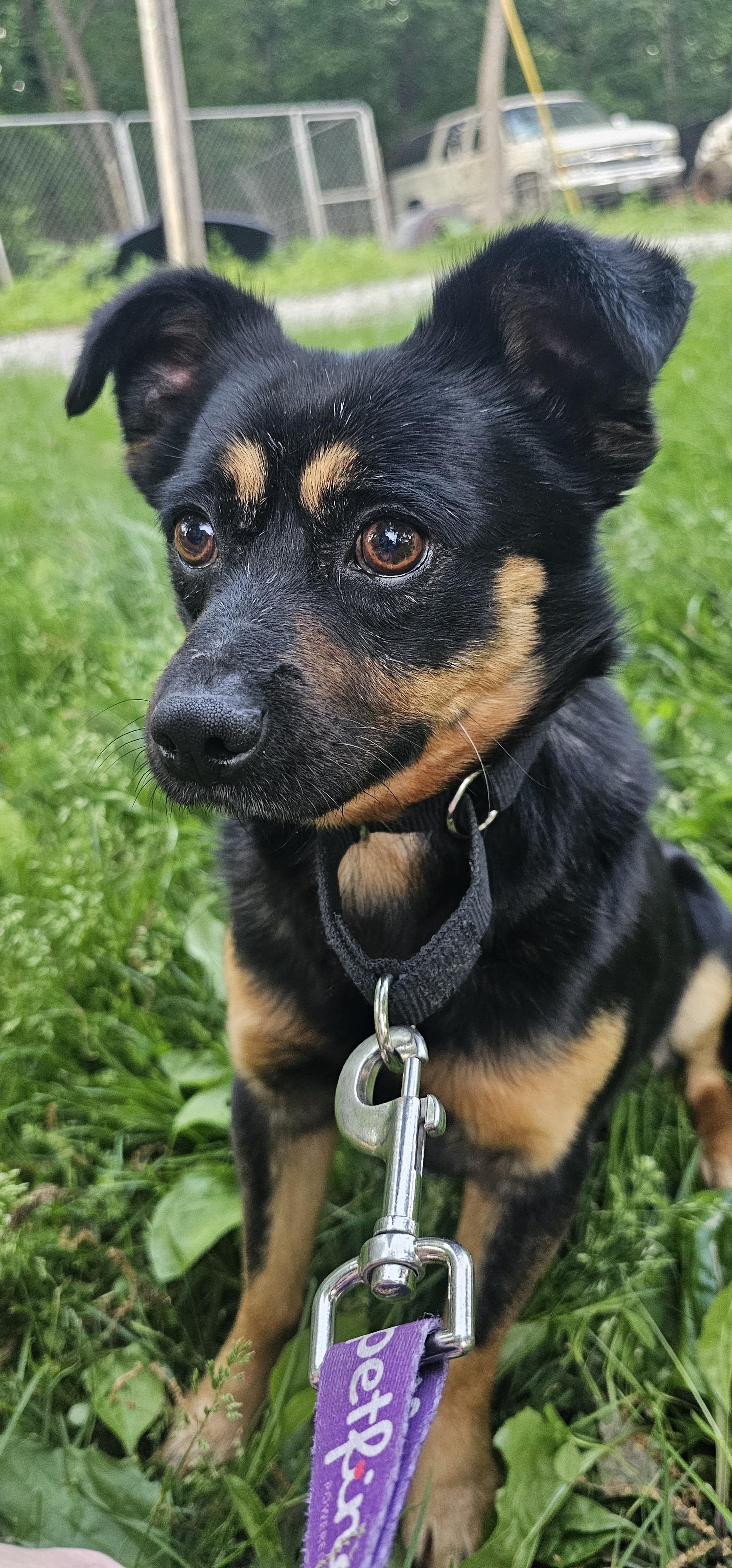 Scout, a ADOPTABLE mixed breed in Columbia, MO image 4/6