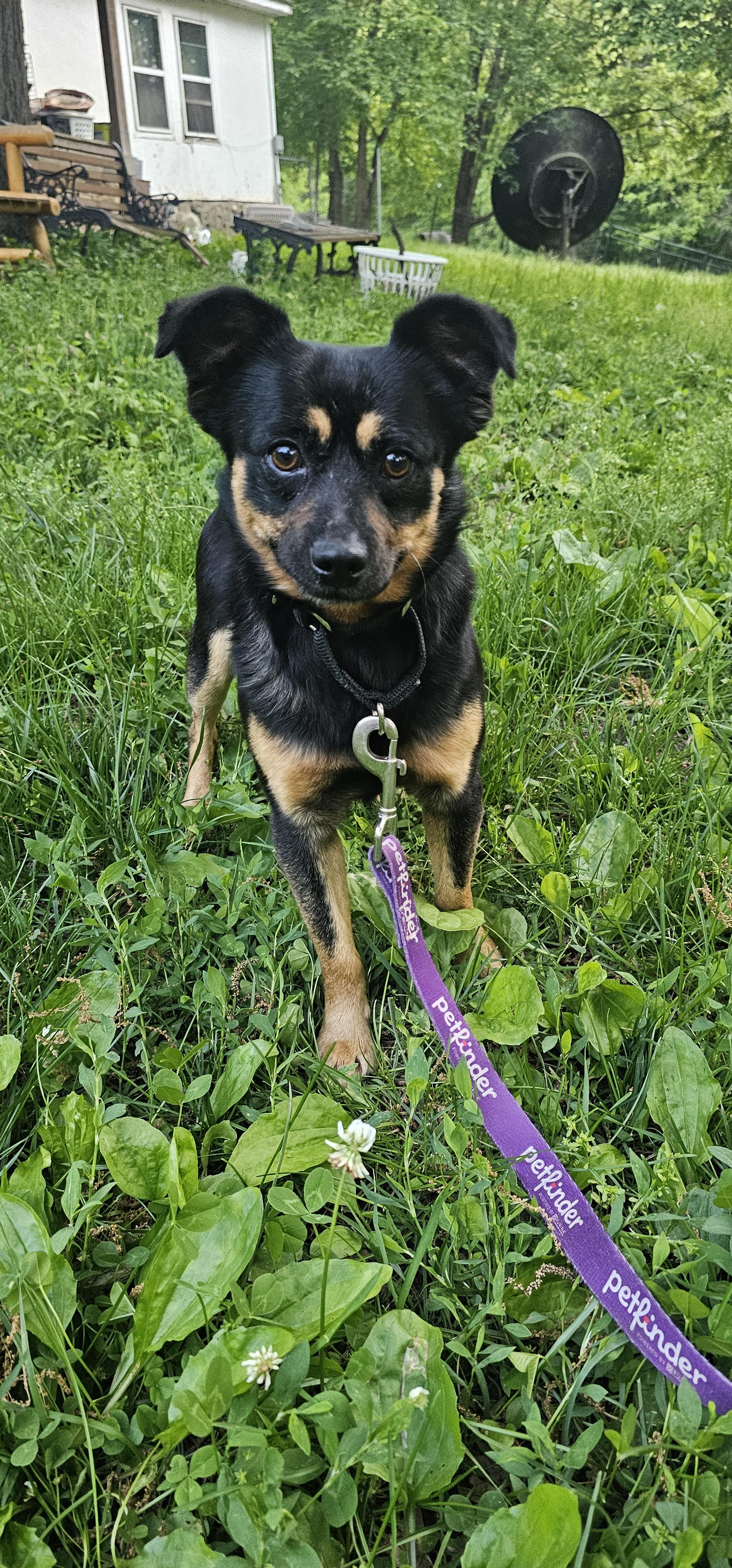 Scout, a ADOPTABLE mixed breed in Columbia, MO image 5/6