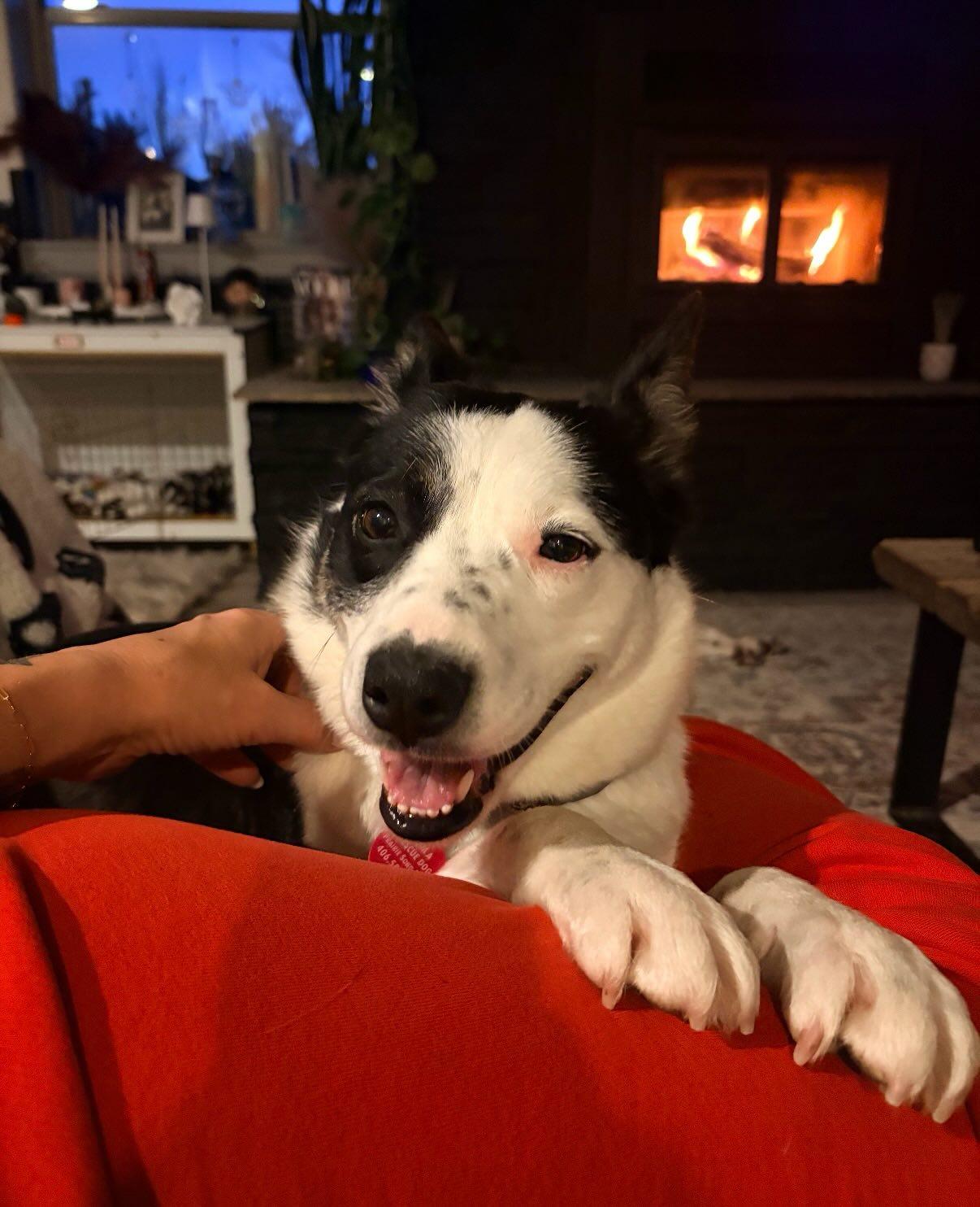 Shug, ADOPTABLE, Young Female Mixed Breed.