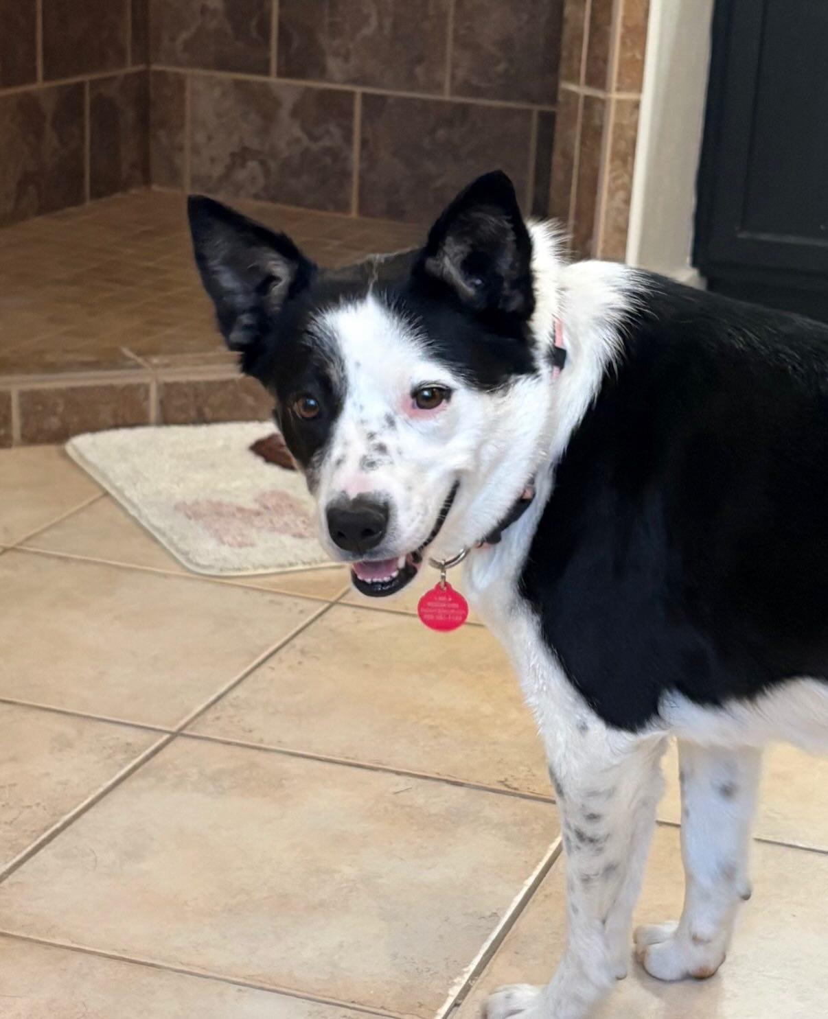 Shug, an adopted Mixed Breed in Wilsall, MT image 2/2