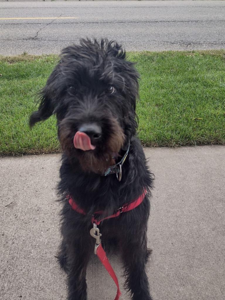 Skye, Adoptable, Young Female Labrador Retriever & Poodle.