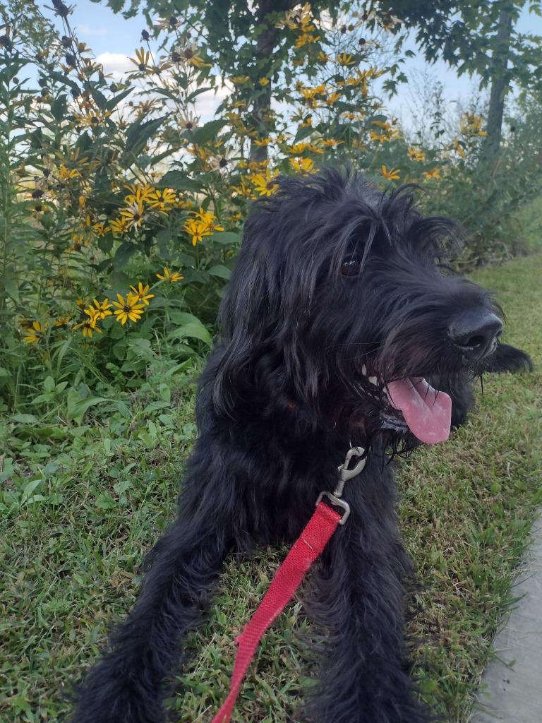 Skye, Adoptable, Young Female Labrador Retriever & Poodle.