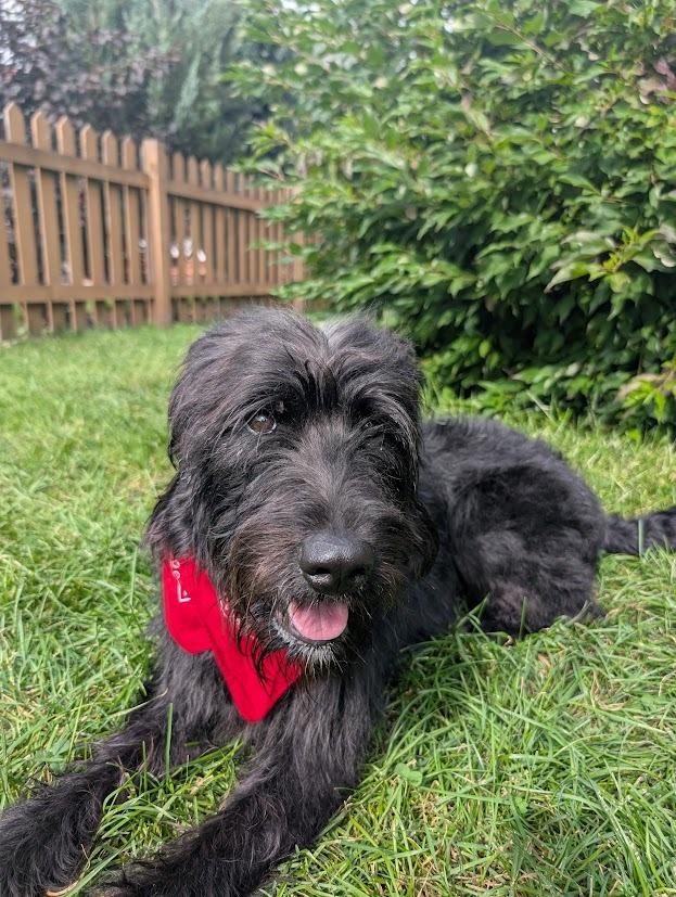 Enlarge Skye, a Adoptable mixed breed in Minneapolis, MN image 2/6