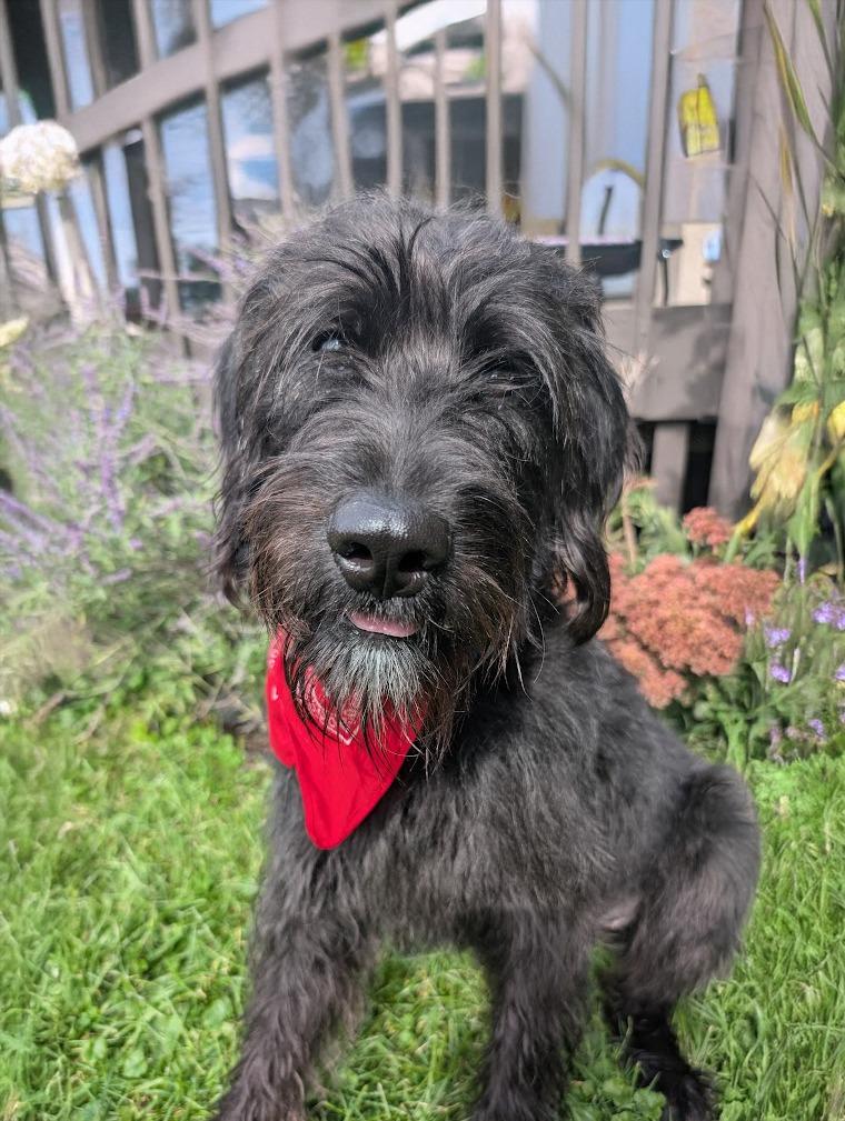 Enlarge Skye, a Adoptable mixed breed in Minneapolis, MN image 3/6