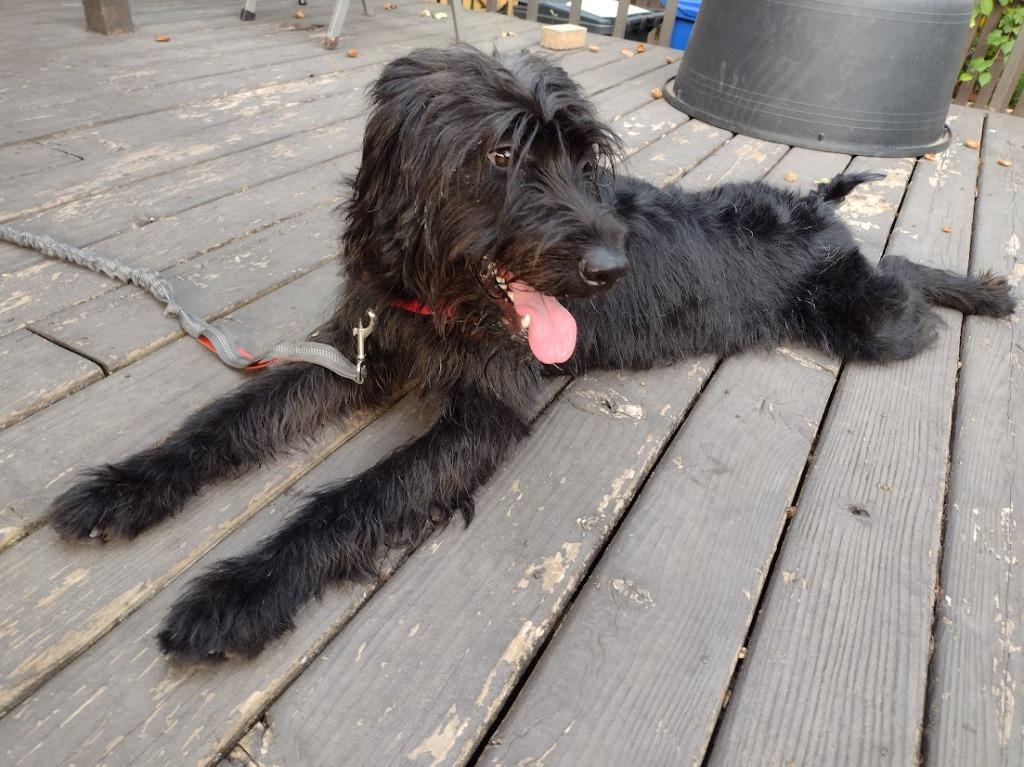 Enlarge Skye, a Adoptable mixed breed in Minneapolis, MN image 5/6