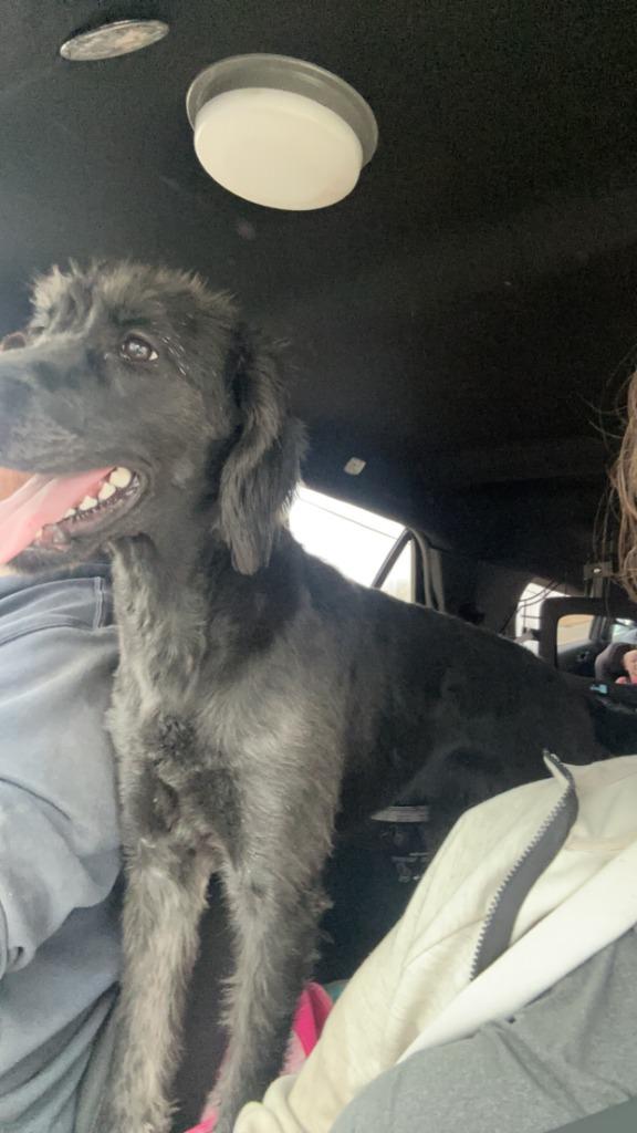 Enlarge Skye, a Adoptable mixed breed in Minneapolis, MN image 6/6