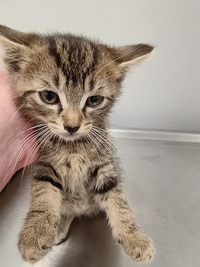 Brantly, Adoptable, Young Male Domestic Short Hair.
