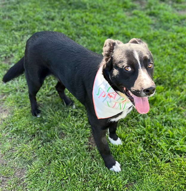 Enlarge Alfie, a Adoptable Labrador Retriever in Manteca, CA image 1/4