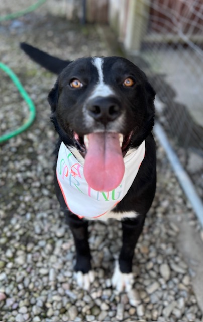 Enlarge Alfie, a Adoptable Labrador Retriever in Manteca, CA image 2/4